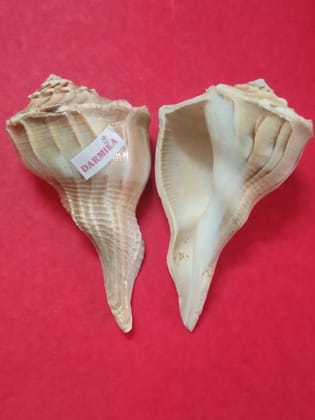 DARMIKA Natural Shell Valampuri Dakshinavarti Shankh (Mixed and Brown, 15-16 cm) -1 qty